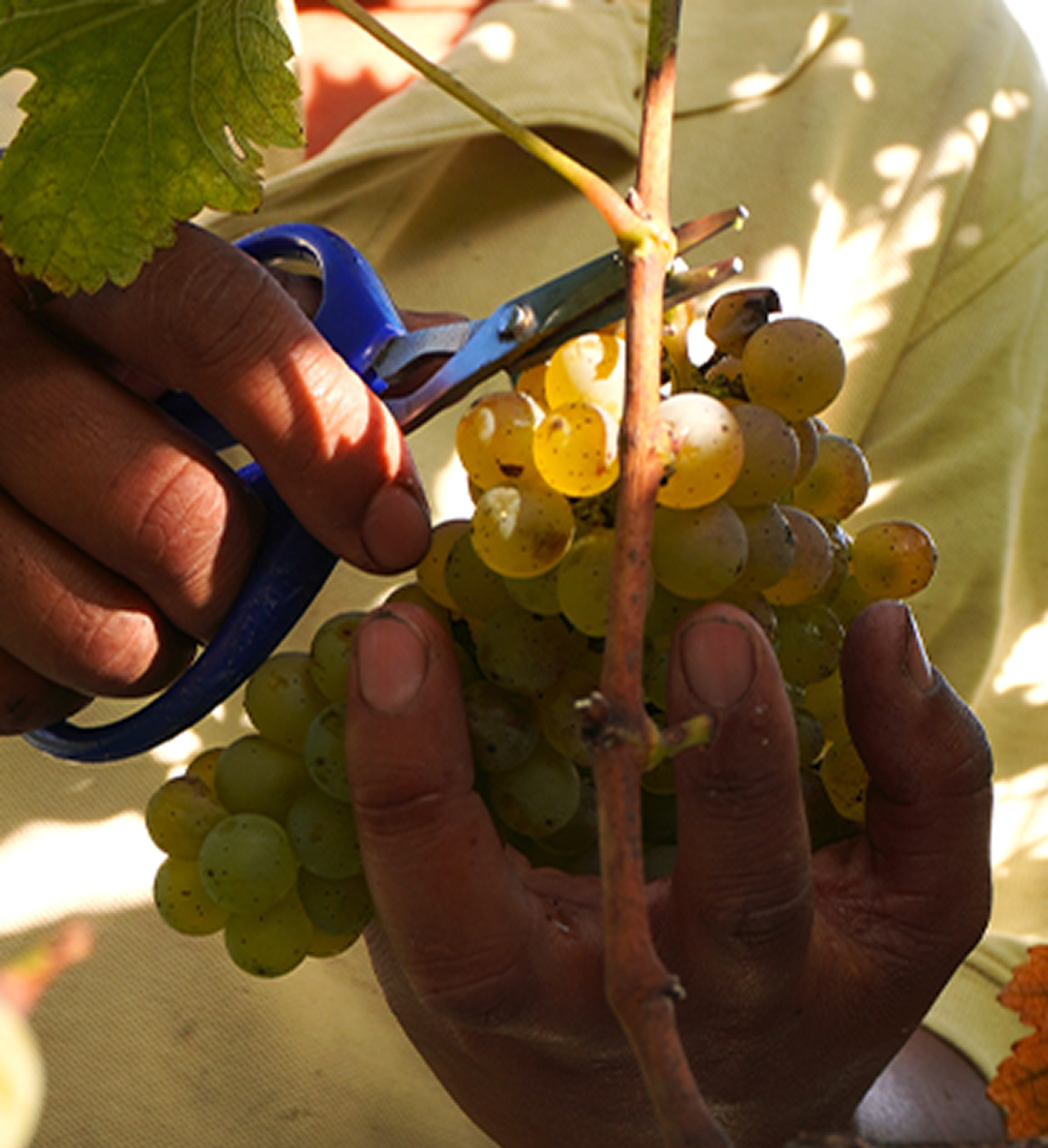 Colheita manual das uvas
