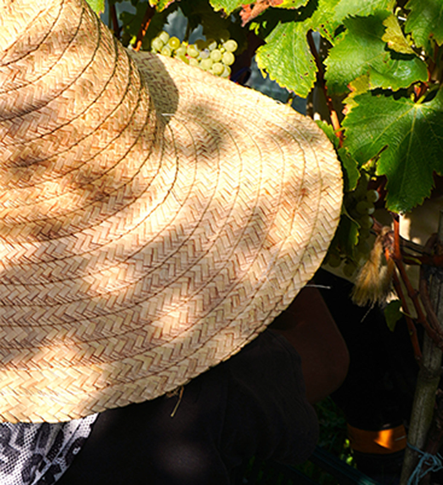Detalhe de uvas brancas