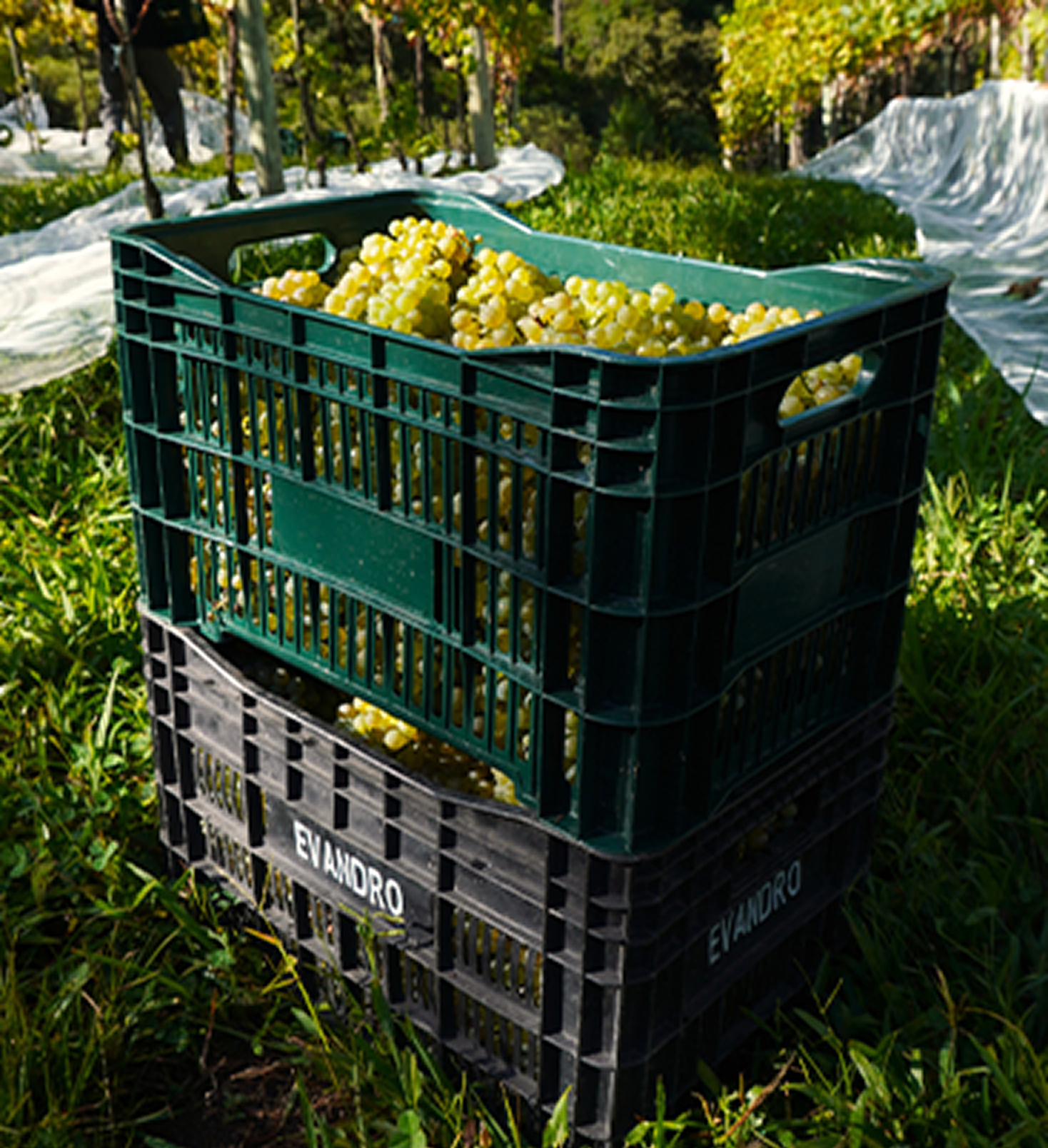 Caixas de uvas colhidas
